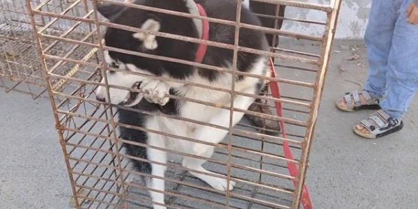 如何纠正哈士奇护食行为（宠物培训法则及实操方法，让宠物乖乖吃饭）