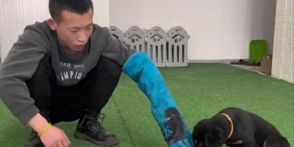 狗狗护食不吃狗粮应如何纠正？