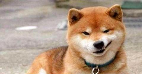 如何处理宠物柴犬的护食行为？（教你如何让柴犬放下食物的心理防线）