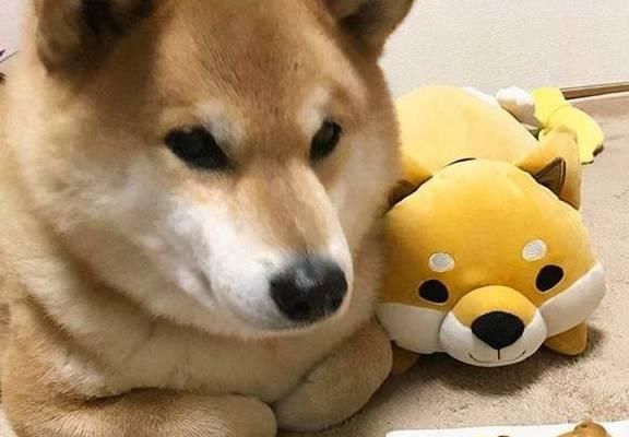 如何处理宠物柴犬的护食行为？（教你如何让柴犬放下食物的心理防线）