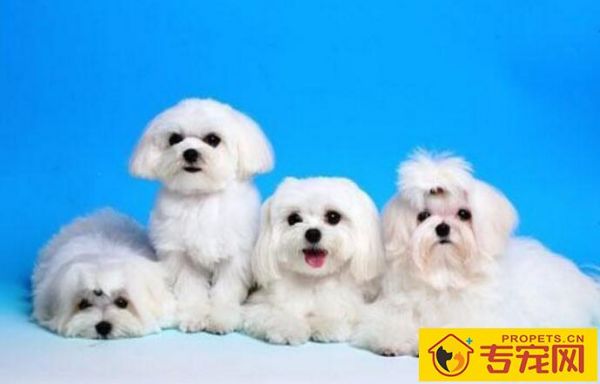 如何在家给幼犬做美容，幼犬美容的小技巧