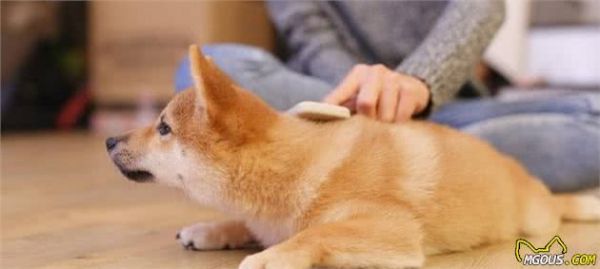 学好这6个小妙招，在家给狗狗做美容，让你的狗狗魅力十足