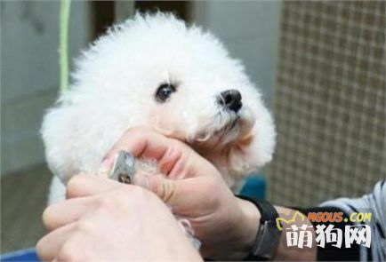 两个技巧教程告诉你，如何给狗狗在自家美容