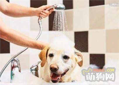 两个技巧教程告诉你，如何给狗狗在自家美容