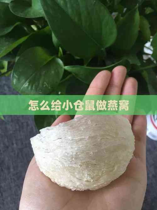 怎么给小仓鼠做燕窝