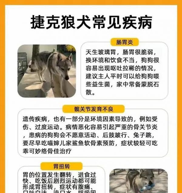 夏天狼狗每天应该吃几顿狗粮？