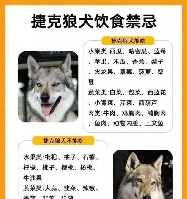 夏天狼狗每天应该吃几顿狗粮？
