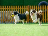 行为纠正 工作犬行为训练 诚信保障-天津宠物训练中心
