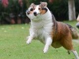 天津上门纠正训犬-诚信保障
