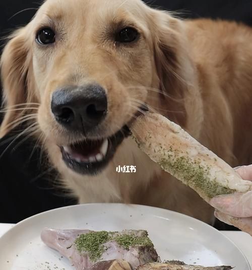 以牛心适合狗狗吃吗（了解宠物饮食常识）