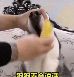以牛心适合狗狗吃吗（了解宠物饮食常识）