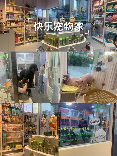 探店 宠物洗护
