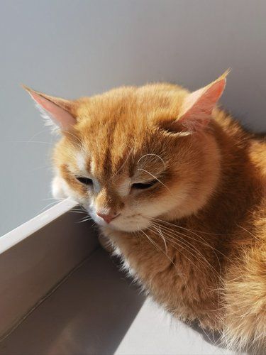 猫生活，慵懒得刚刚好