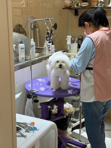 洗澡快乐狗狗