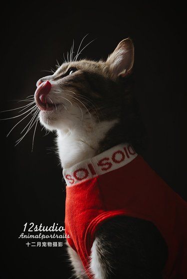 十二月摄影Art油画肖像｜简州猫–猫笨