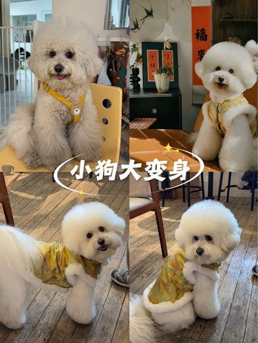 天津·小狗改造计划