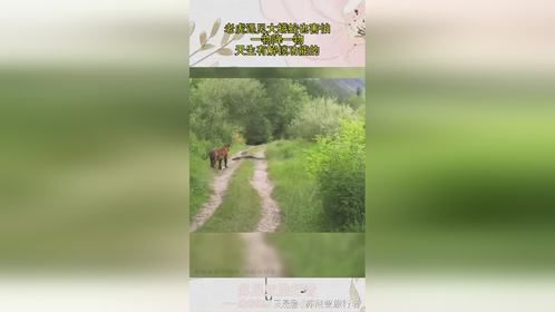 老虎遇见大蟒蛇也害怕，一物降一物，天生有解锁功能的！