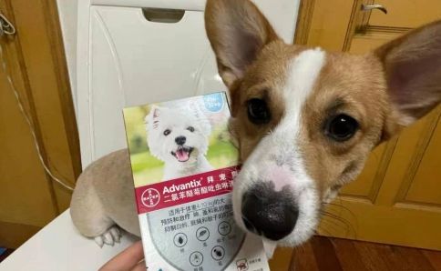 狗狗体外驱虫用什么，拜宠爽值得挑选