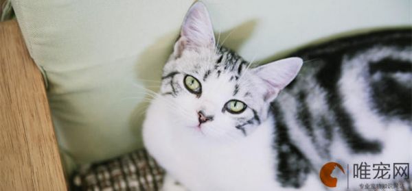 什么样的猫粮配方是好的
