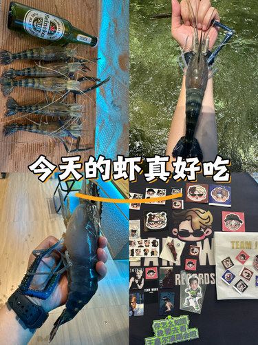 无处安放的大头罗氏虾[点赞]