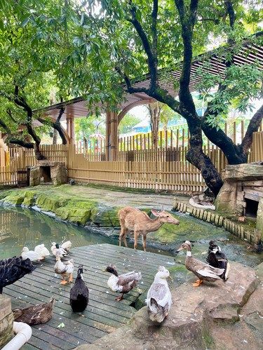 深圳遛娃新地标 治愈系周末