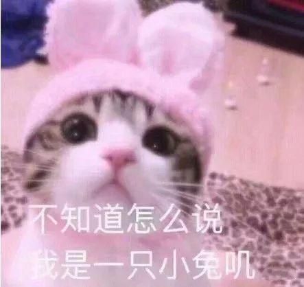 女子带猫去人医院看病，只因宠物医院急诊挂号费要300元？！