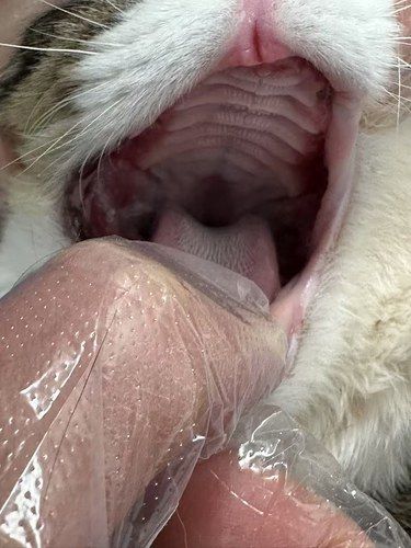 【专业守护｜猫咪口腔健康】