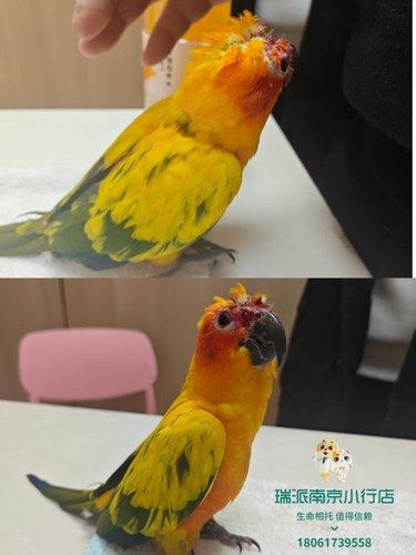 异宠专科之瑞派小行店
