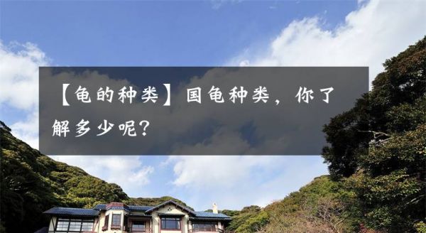 【龟的种类】国龟种类，你了解多少呢？文章配图