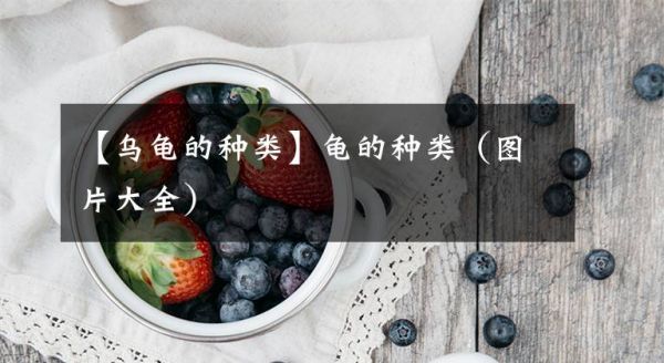 【乌龟的种类】龟的种类（图片大全）