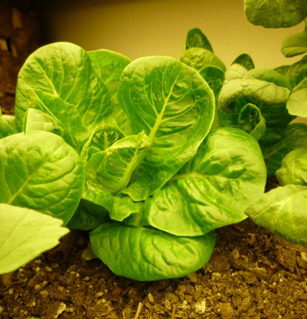 lettuce
