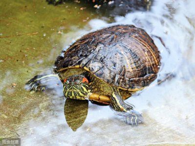 养龟水位多少合适?水龟、半水龟、陆龟水位详解