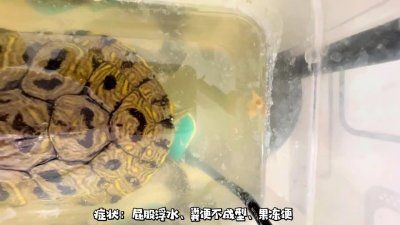 乌龟重度肠炎怎么治疗?看看这位博主的成功经验