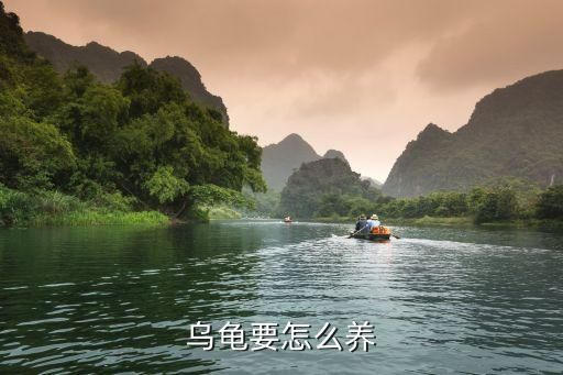 乌龟要怎么养