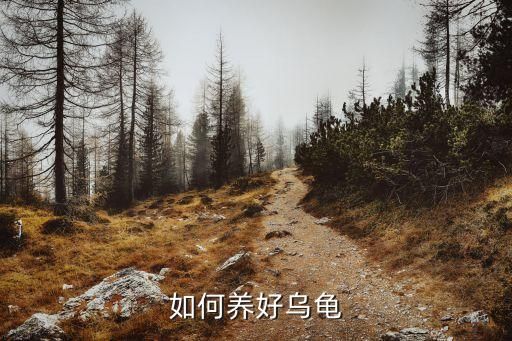 如何养好乌龟
