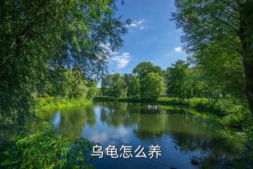 乌龟怎么养