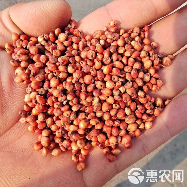 批发东北高粱酿酒高粱鸟食高粱宠物高粱