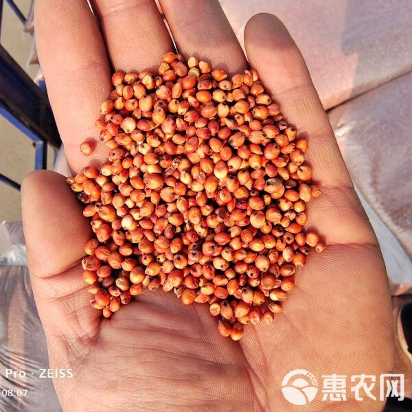 批发东北高粱酿酒高粱鸟食高粱宠物高粱
