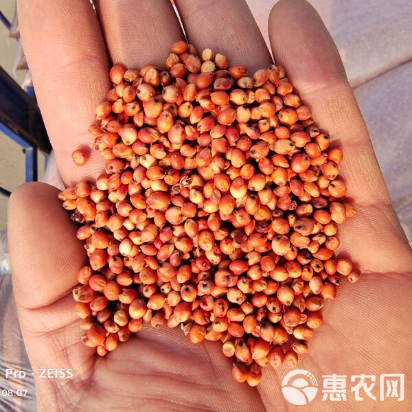 批发东北高粱酿酒高粱鸟食高粱宠物高粱