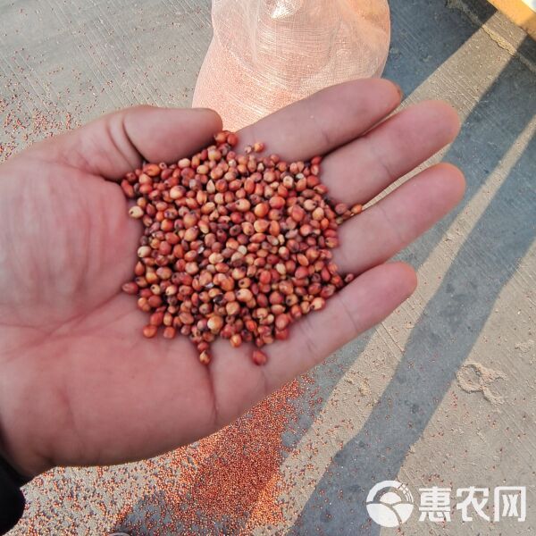 批发东北高粱酿酒高粱鸟食高粱宠物高粱