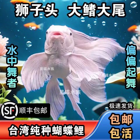 台湾球体蝴蝶鲤观赏鱼大鳍大尾 