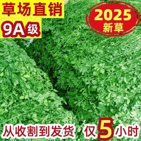 25年兔草紫花苜蓿草龙猫豚鼠牧草