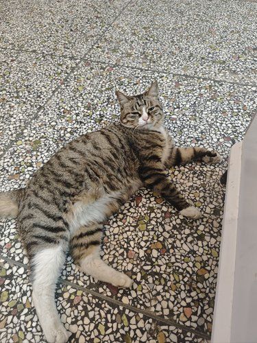 猫咪打喷嚏治疗之路～
