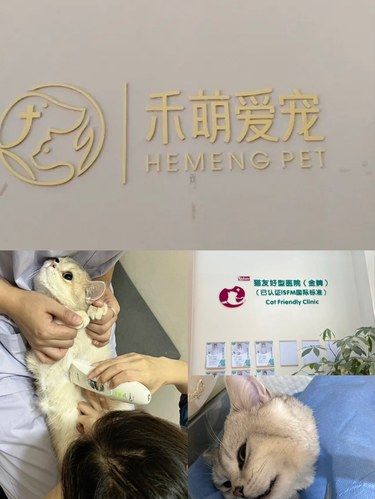 强推～西安小母猫做绝育的医院 