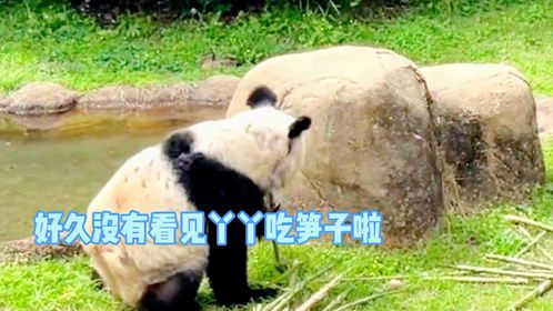 丫丫有竹笋吃啦，大熊猫丫丫，国宝熊猫，国宝大熊猫