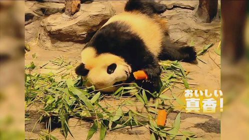 看看隆仔躺着吃萝卜，这样子又帅又萌，可爱又搞笑