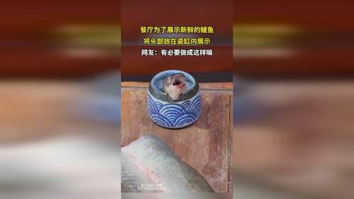 餐厅为了展示新鲜的鳗鱼，将头部放在瓷缸内展示
