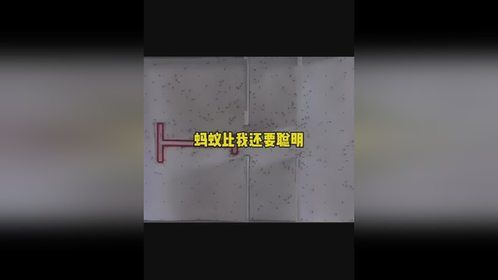 蚂蚁比我还要聪明蚂蚁比我还要聪明