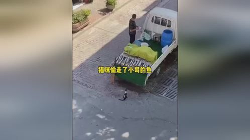 猫咪偷走了小哥的鱼猫咪偷走了小哥的鱼