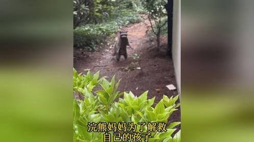 浣熊妈妈主动向老人寻求帮助，寻找自己的孩子！